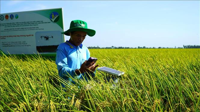  Xây dựng thương hiệu "Gạo Việt xanh phát thải thấp"